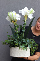 Amarylis Biel, wysokiej jakości sztuczna roślina w kremowej donicy, wys.70cm