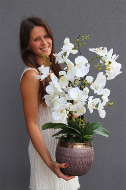 biały storczyk Kedlia, wys.70cm