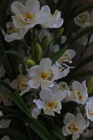 Cymbydium Secret of Flowers, sztuczny storczyk w złotej donicy