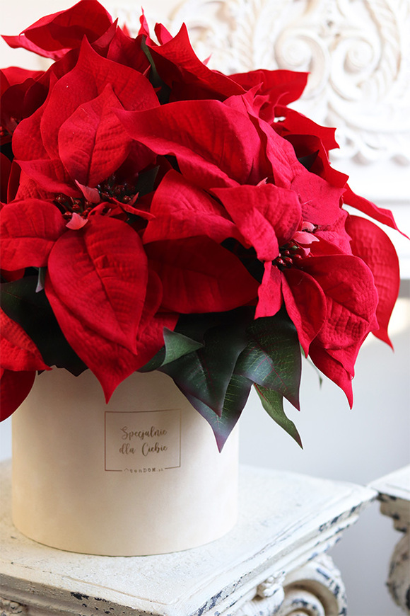 Gwiazda Betlejemska Beige 2, flowerbox zimowy, beżowy welur