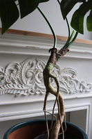 Drzewko Monstera, sztuczne drzewo w doniczce