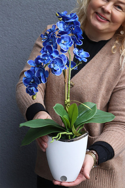 Blue Curacao, niebieski storczyk w biało-srebrnej doniczce, wys.52cm