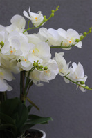 Fiderlite Malaga, gumowy storczyk w białej donicy