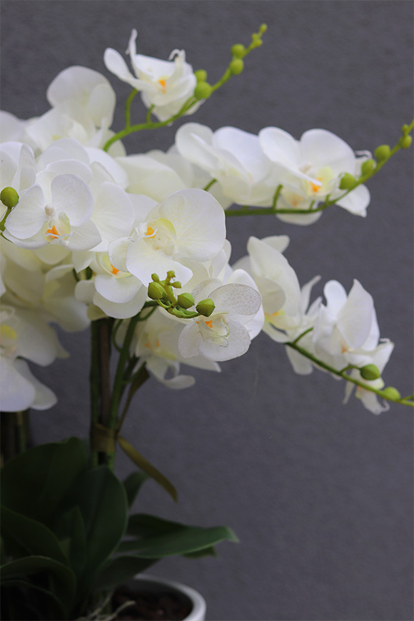 Fiderlite Malaga, gumowy storczyk w białej donicy