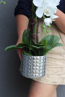 Silver Godania, elegancki sztuczny storczyk