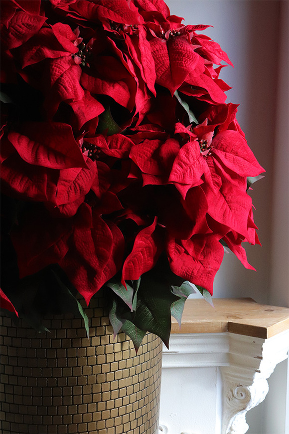 Gwiazda Betlejemska Hilton XXL, wysokiej jakości sztuczna roślina