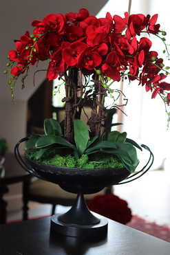 czerwony storczyk w pucharze, Purpurowy Velvetia, wys.76cm 