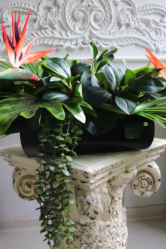 Strelicja Kerania, podłużna kompozycja w donicy