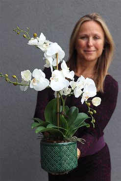 efektowny storczyk Turkusina Etna, wys.66cm