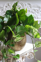 Epipremnum Gold Hilton, kwiat sztuczny w donicy