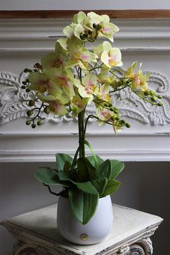 Limone Albina, gumowy storczyk w białej osłonce, wys.60cm 