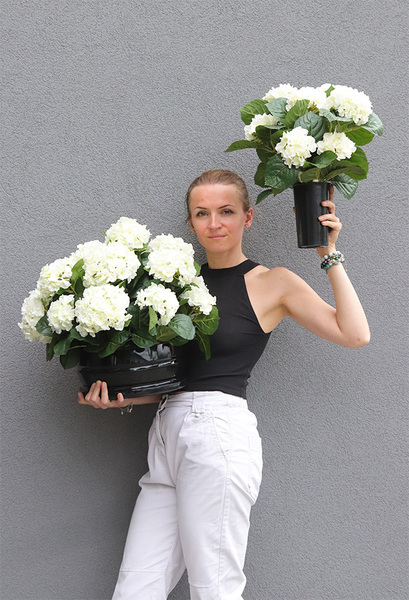 Białe Hortensje, kompozycja nagrobna w misie