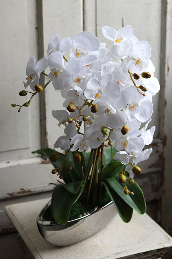 Laos Whitie Extra, storczyk w lustrzanej donicy, wys.53cm