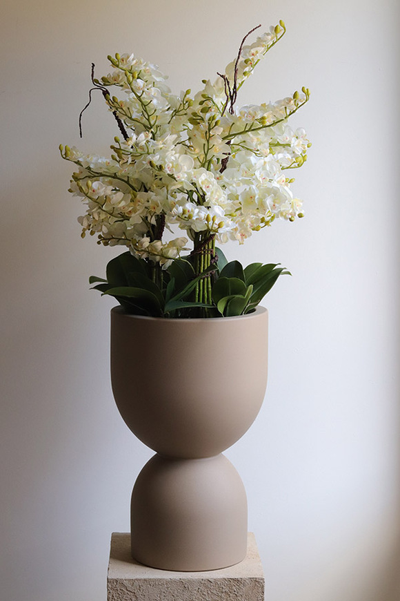 Clepsidre, duży storczyk w pucharze