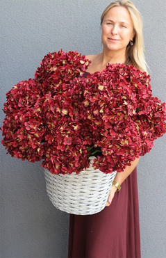 Bordorena, bordowe hortensje w plecionym koszu, wys.60cm 