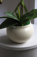 Cream and White, storczyk w kremowym naczyniu