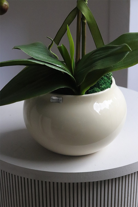 Cream and White, storczyk w kremowym naczyniu