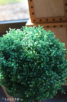 Drzewko Bukszpan, sztuczna roślina w doniczce