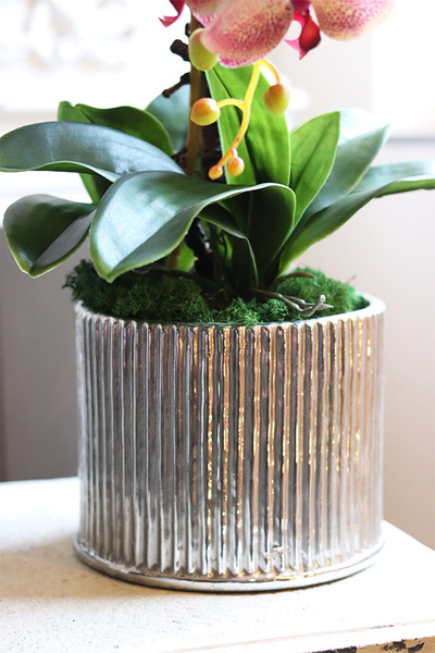 Leddia Granada, gumowy storczyk