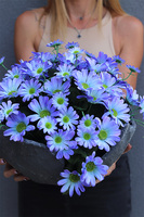 Margarytki Volcan, fioletowo-niebieskie kwiaty w ciężkim naczyniu, wys.30cm