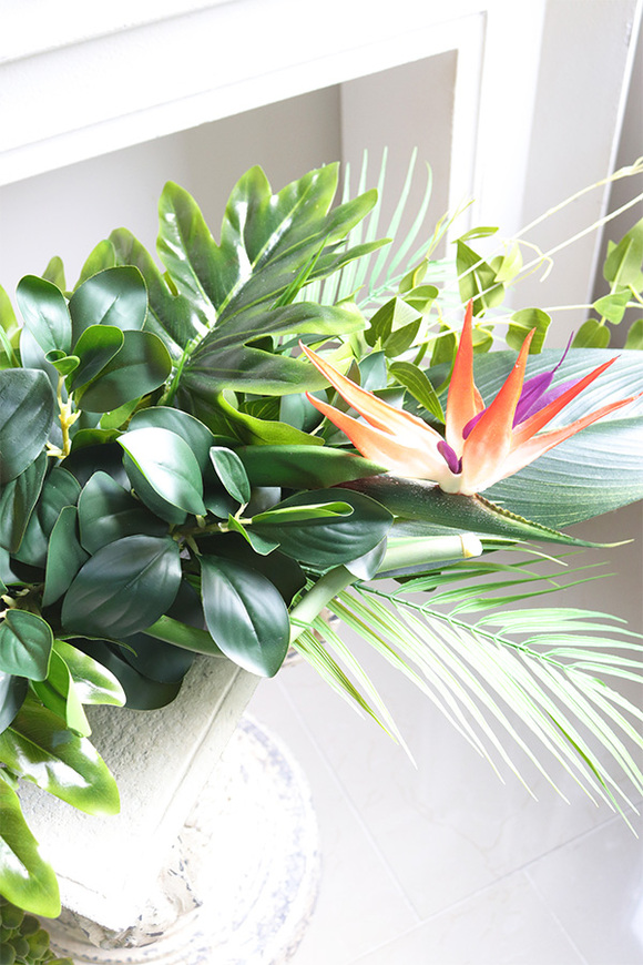 Strelicja Kerania, podłużna kompozycja w donicy