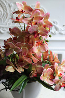 Castellamare Granada, gumowy storczyk w osłonce z twarzą