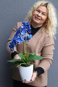 Blue Curacao, niebieski storczyk w biało-srebrnej doniczce, wys.52cm