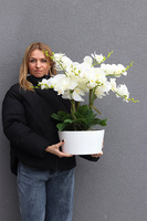 Fiderlite Malaga, gumowy storczyk w białej donicy