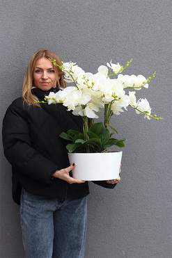 Fiderlite Malaga, gumowy storczyk w białej donicy, wys.60cm