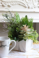 Marbello Angus, efektowna kompozycja sukulenty