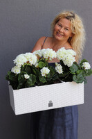 Summer Balcony, białe pelargonie w skrzynce balkonowej