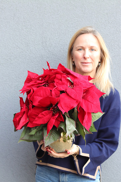 Gwiazda Betlejemska Gold, wysokiej jakości sztuczna roślina