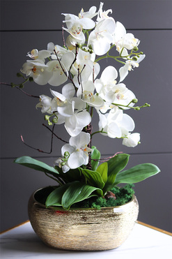 Goldisya Classic, elegancki storczyk w złotej osłonce, wys.62cm 