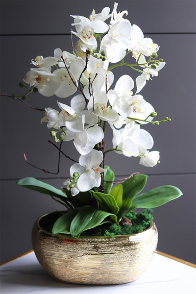 Goldisya Classic, elegancki storczyk w złotej osłonce