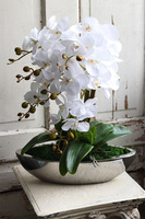 Laos Whitie Extra, storczyk w lustrzanej donicy, wys.53cm