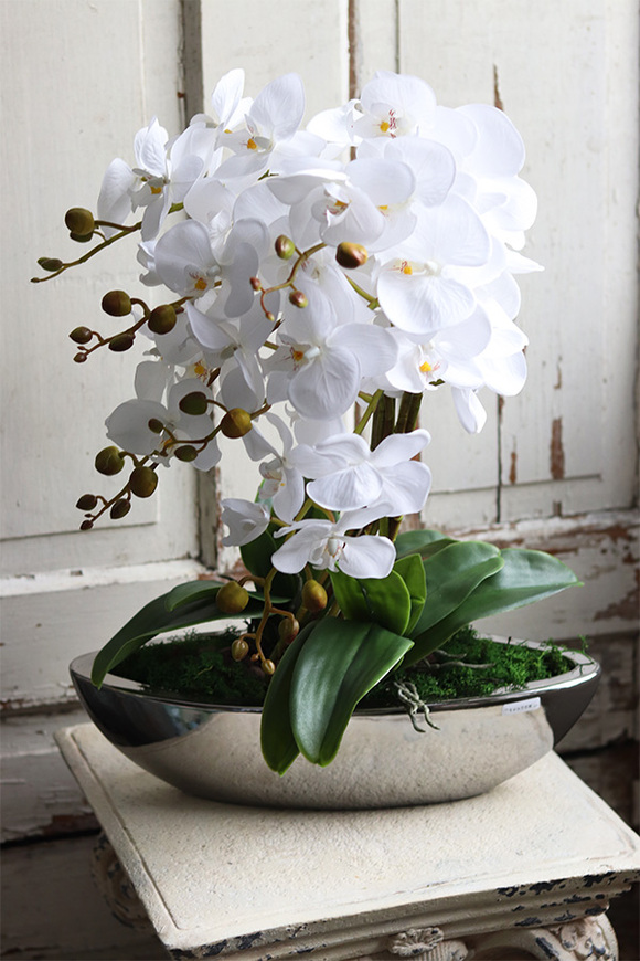 Laos Whitie Extra, storczyk w lustrzanej donicy, wys.53cm