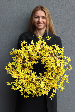 Forsycja, wiosenny wianek na drzwi, śr.55cm  