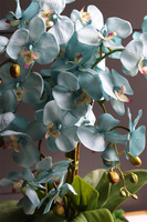Blue Garden, turkusowy storczyk w lustrzanej donicy