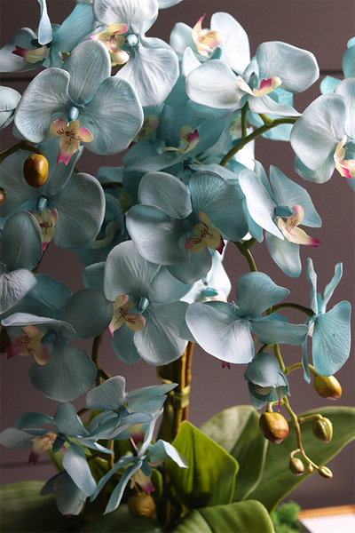 Blue Garden, turkusowy storczyk w lustrzanej donicy