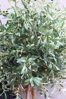 Drzewko Oliwne Basketto, sztuczna roślina w koszu