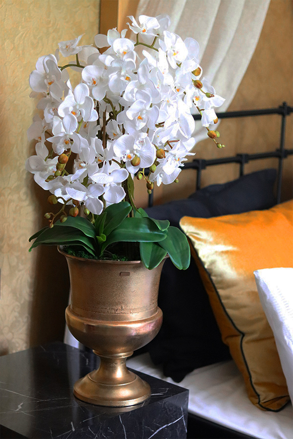 Pucharia Deluxe, storczyk w złotym pucharze