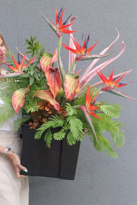 Strelicja Amazonica Saute, egzotyczna kompozycja do donicy klienta