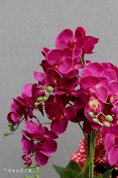 Iwona, fioletowy storczyk w lustrzanej donicy