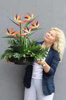 Strelicja Bali, kompozycja w czarnej donicy