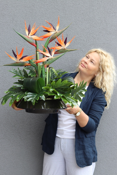 Strelicja Bali, kompozycja w czarnej donicy