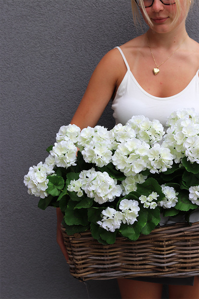 Pelargonie Garden, kosz z białymi kwiatami