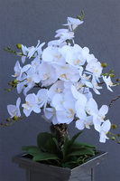 Glamour Deluxe Royal, storczyk podłogowy w metalowej donicy