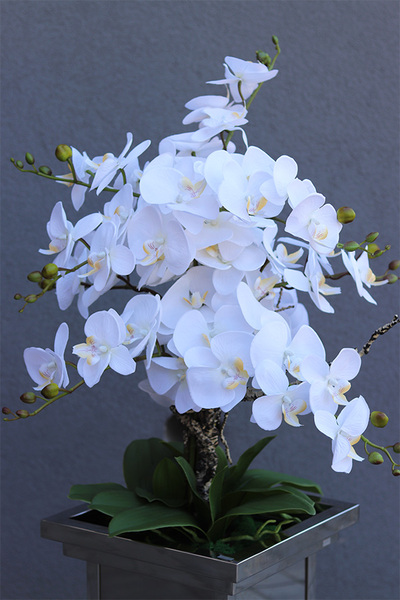 Glamour Deluxe Royal, storczyk podłogowy w metalowej donicy