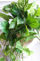 Epipremnum Gold Hilton, kwiat sztuczny w donicy