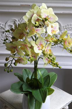 Limone Albina, gumowy storczyk w białej osłonce, wys.60cm 